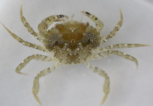 Réf. 213 456 : Carcinus maenas